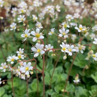 Saxifraga urbium 